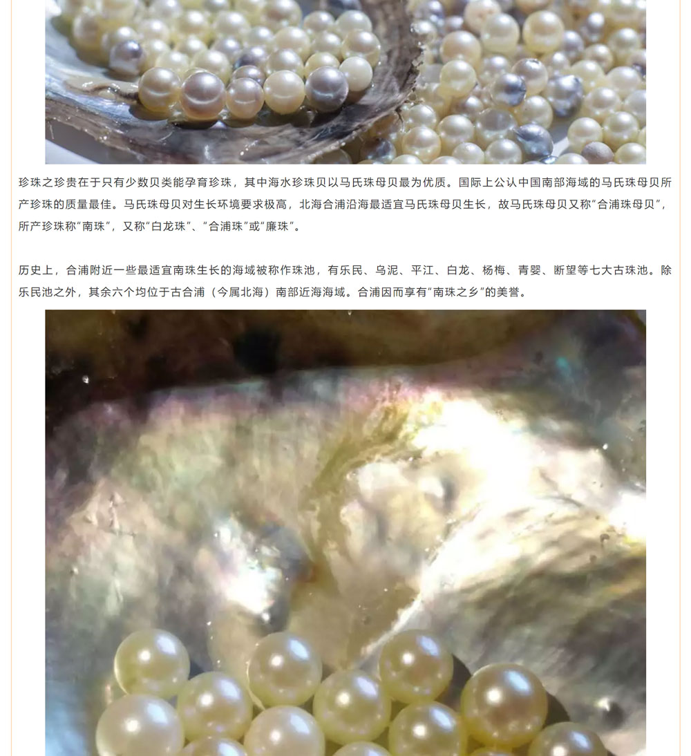 古老南珠，綻放異彩