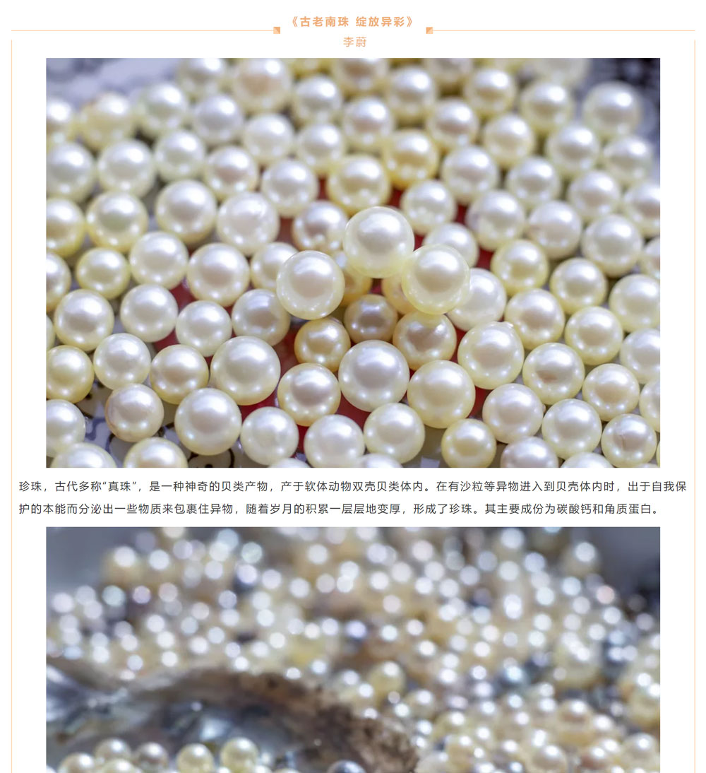 古老南珠，綻放異彩